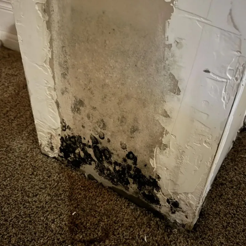 Professional Mold Removal in Poplar-Cotton Center, CA